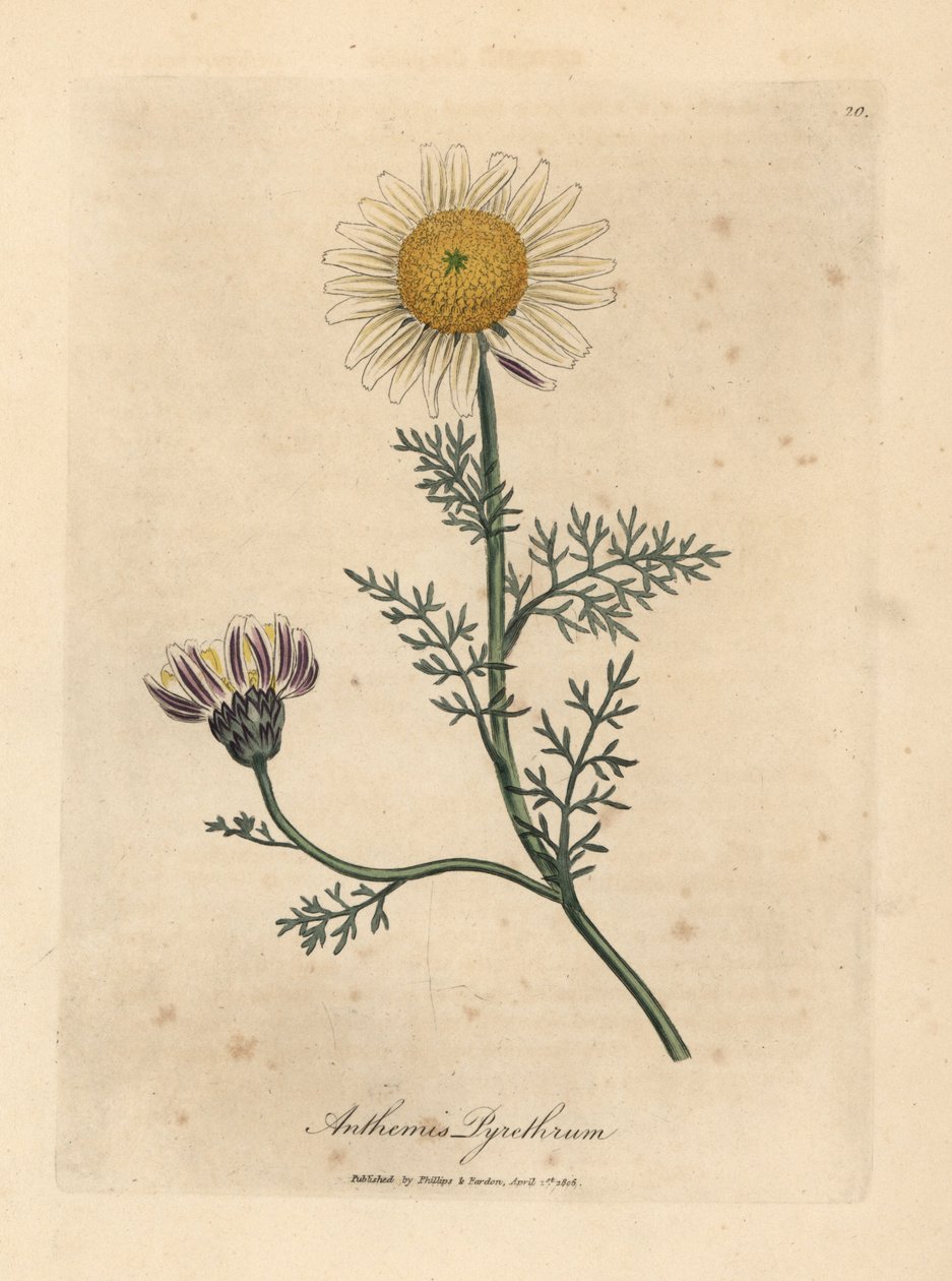 White and yellow Spanish camomile, Anthemis pyrethrum by James Sowerby