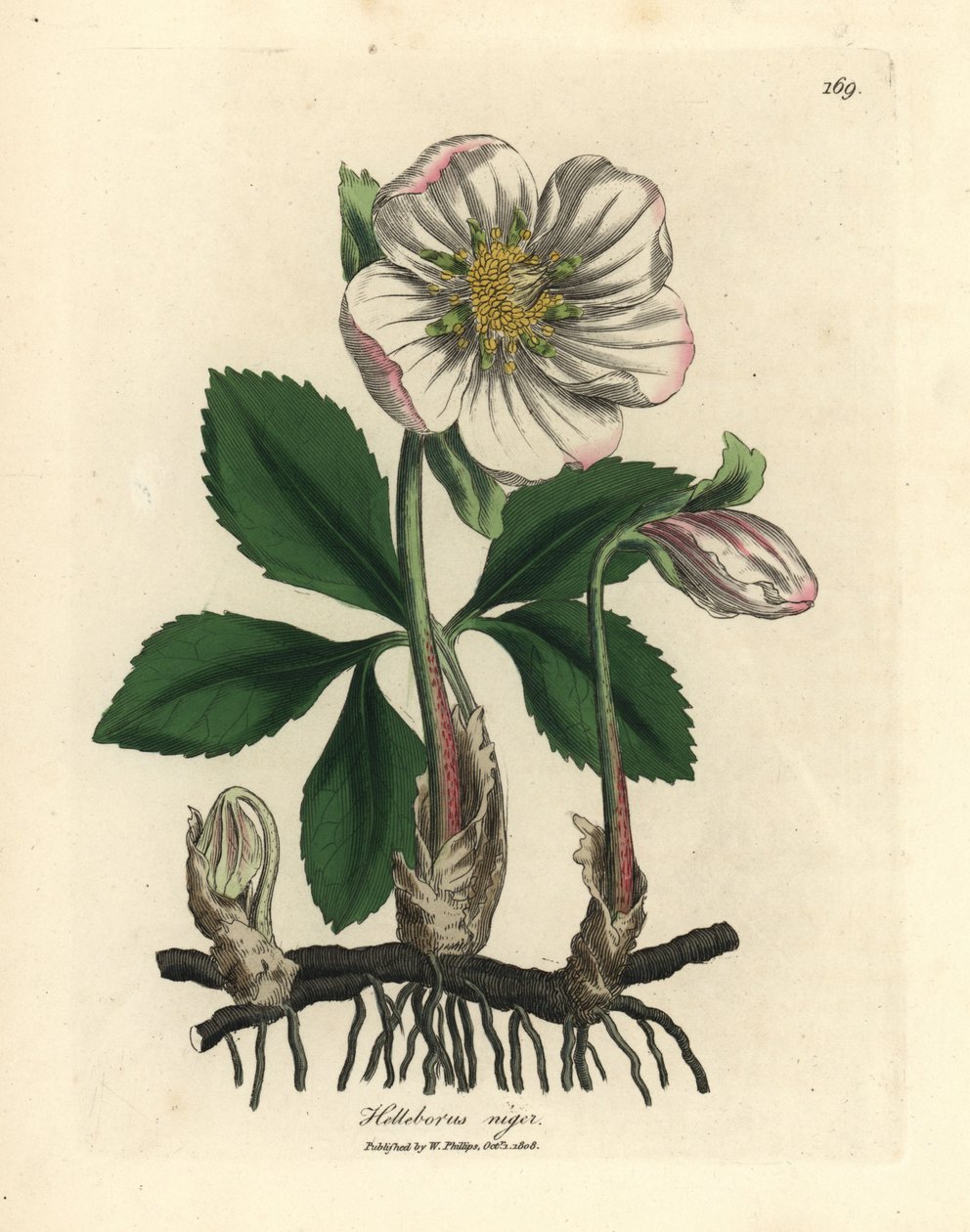 White Flowered Black Hellebore or Christmas Rose, Helleborus Niger by James Sowerby