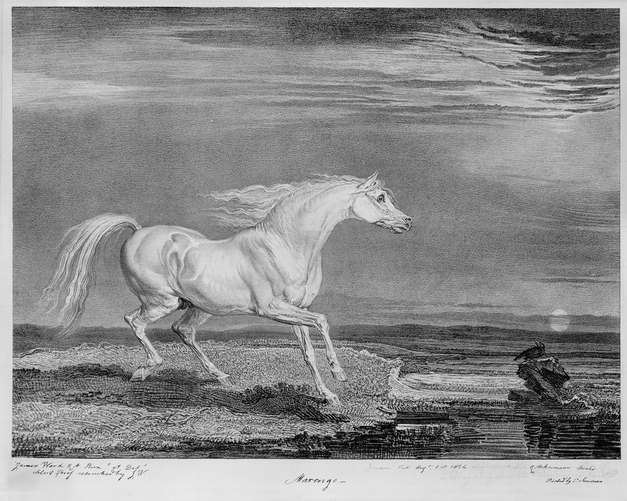 Marengo, the favourite charger of Napoleon I, c.1815 by James Ward