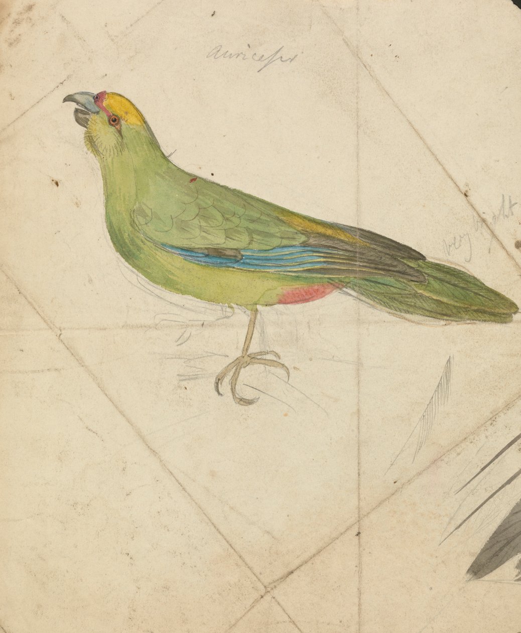 A Parrot by James de Carle Sowerby