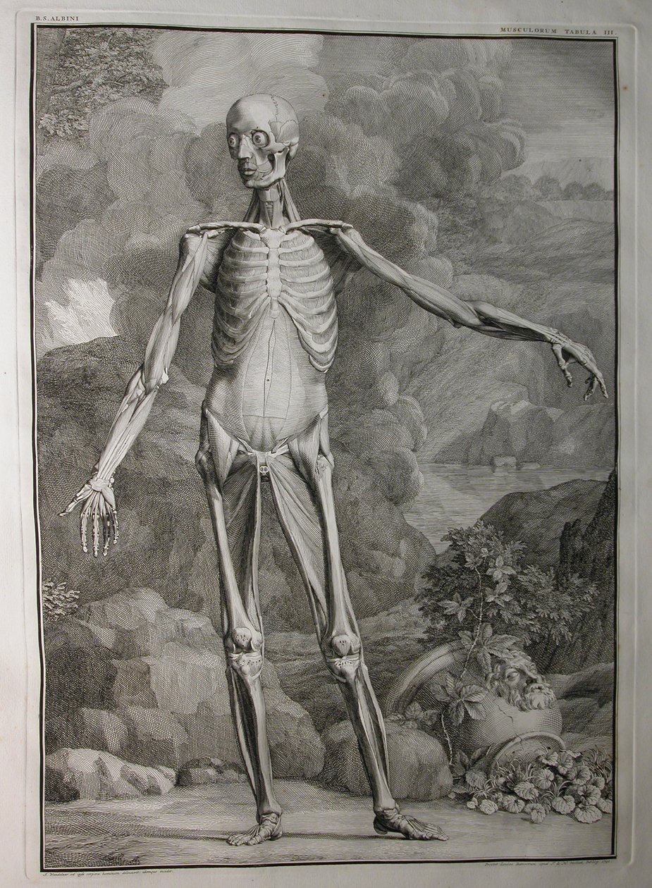 Albinus I, Pl. III: Musculature, illustration from 