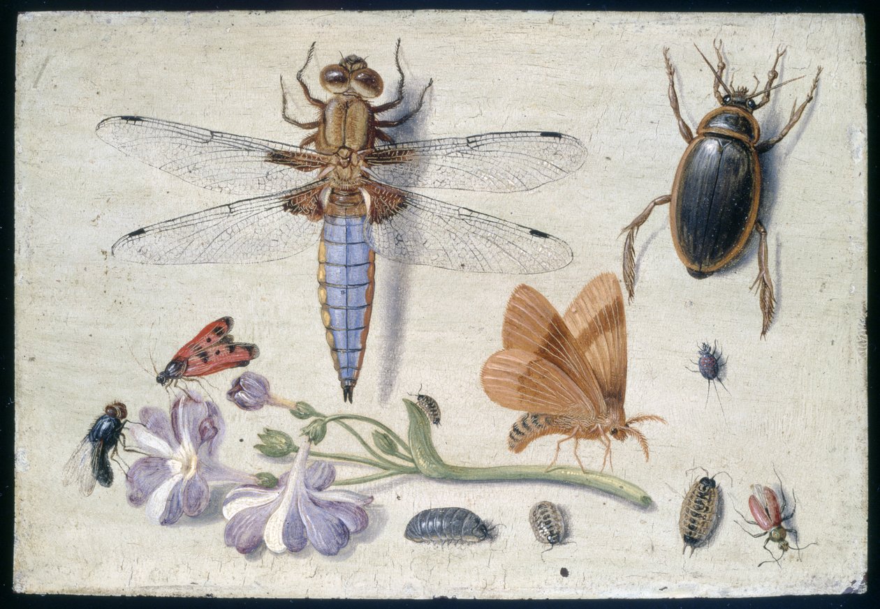 A Cockchafer, Beetle, Woodlice and other Insects, with a Sprig of Auricula by Jan van Kessel the Elder