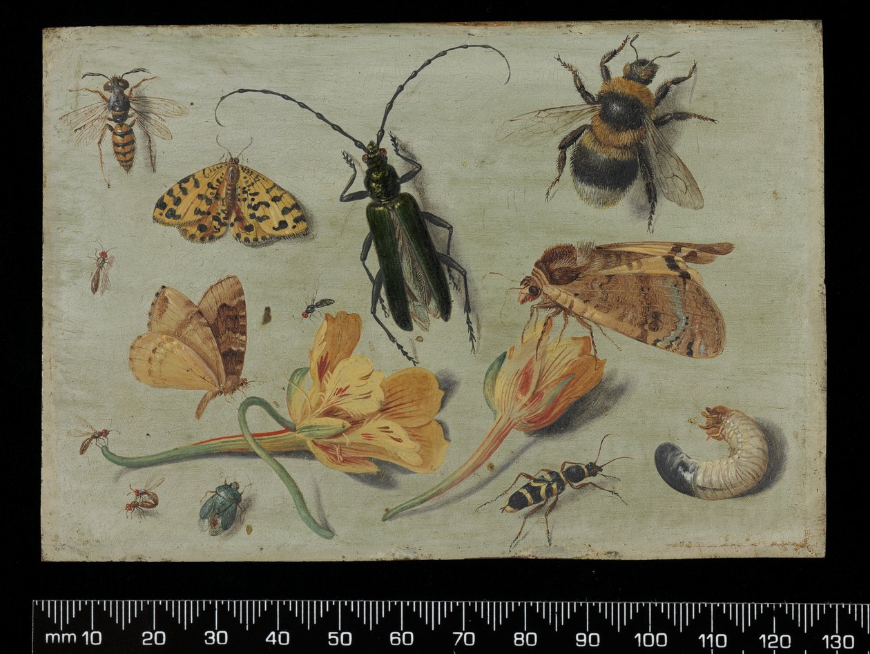 Insects by Jan van Kessel the Elder