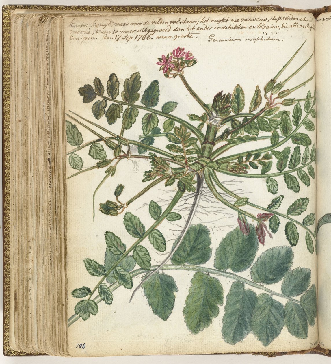 Cape Meadow Herb by Jan Brandes