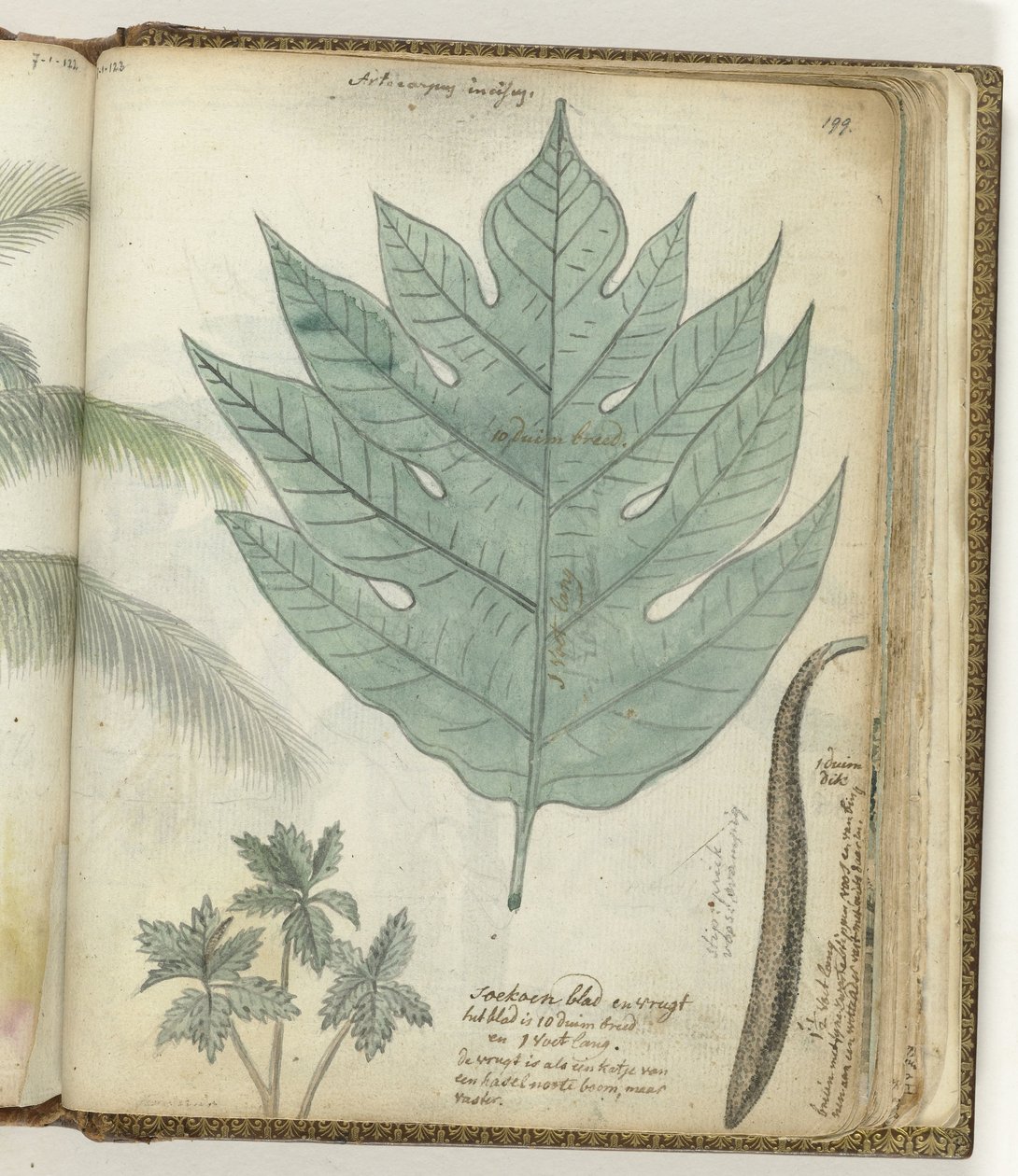 Soursop Leaf and Fruit by Jan Brandes