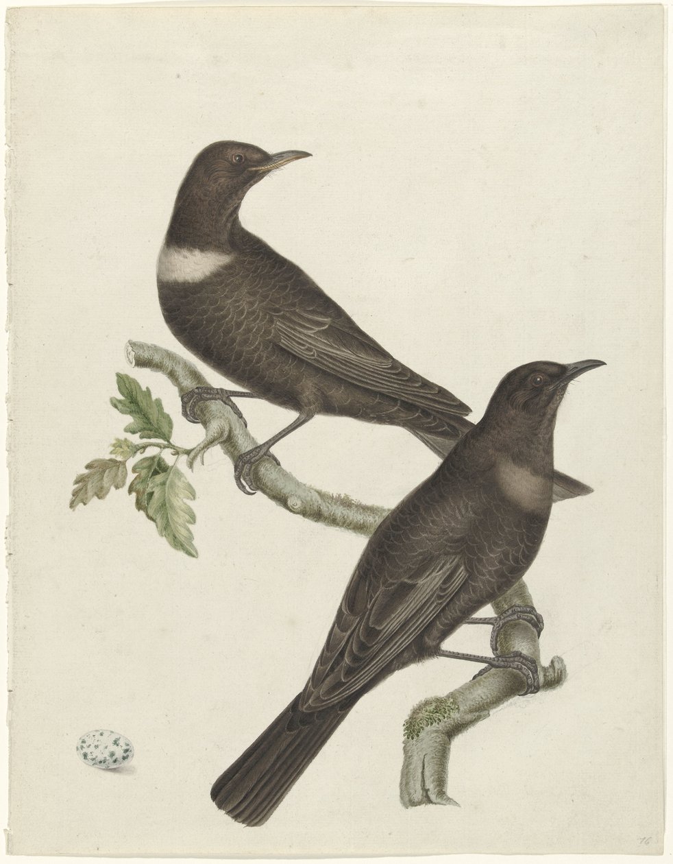 Two Ring Ouzels (Purdus torquatus) with an Egg by Jan Christiaan Sepp (possibly)