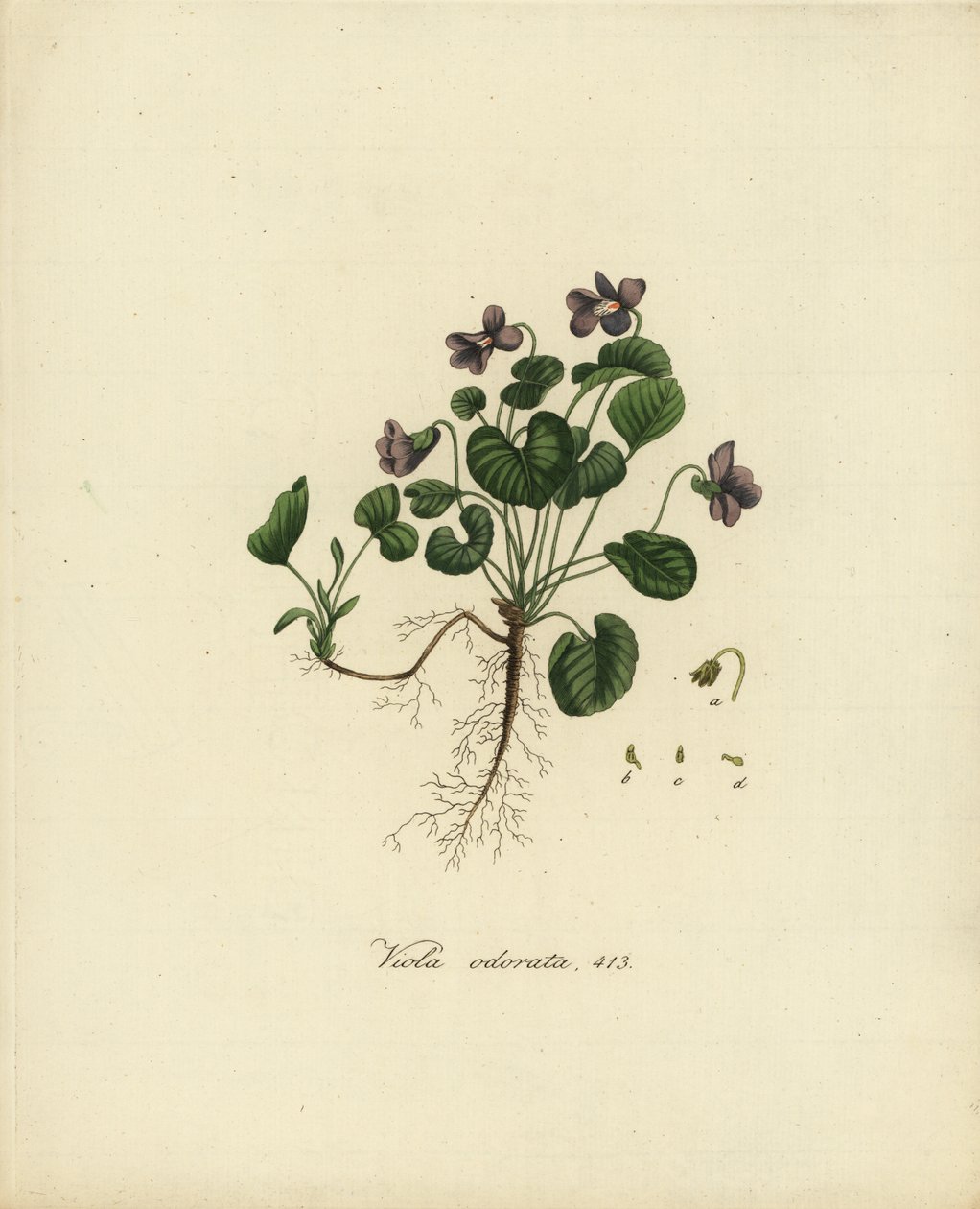 Sweet Violet or English Violet, Viola odorata by Jan Christiaen Sepp