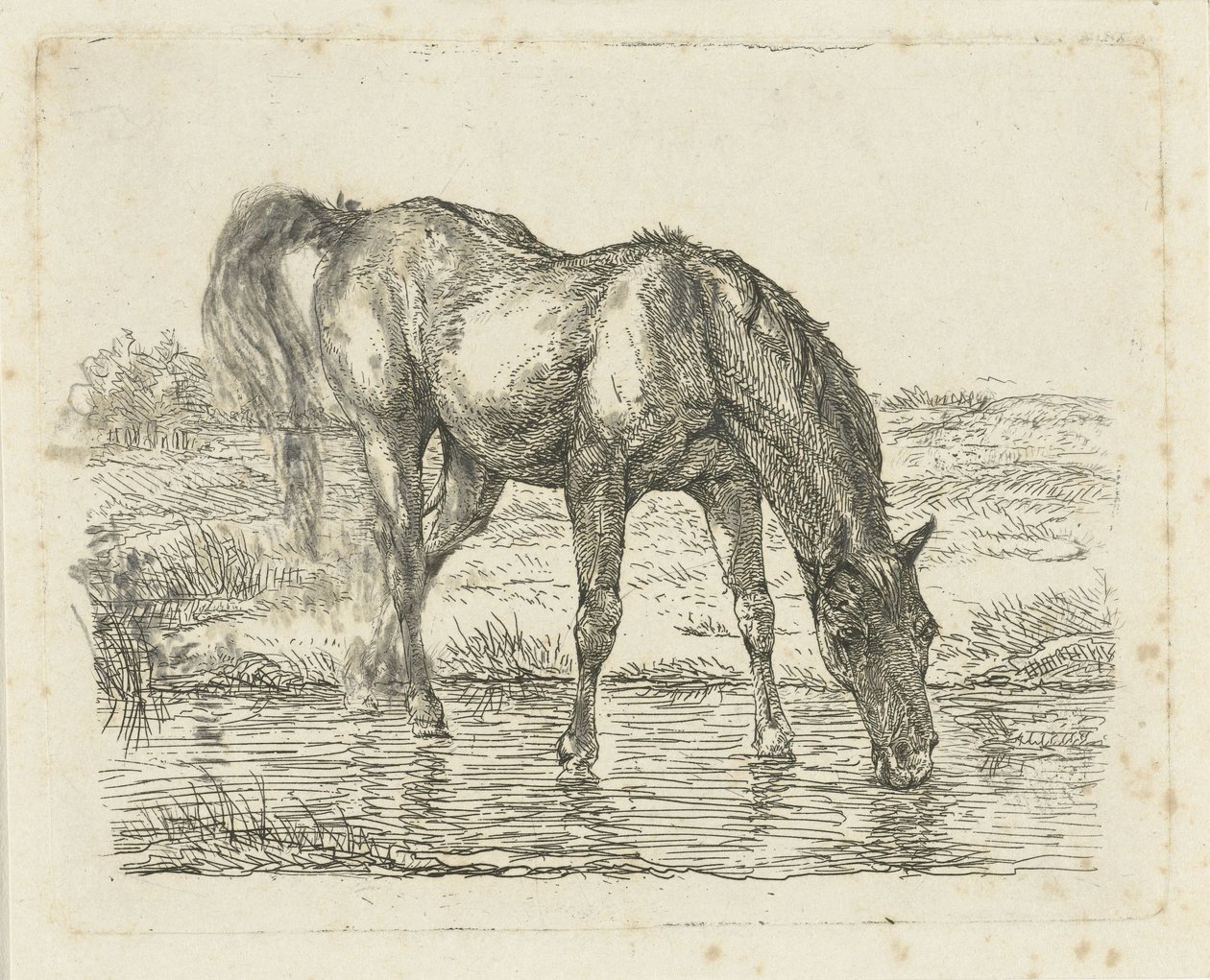 Drinking Horse by Jan Dasveldt