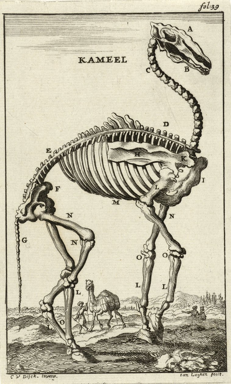 Skeleton of a Camel by Jan Luyken