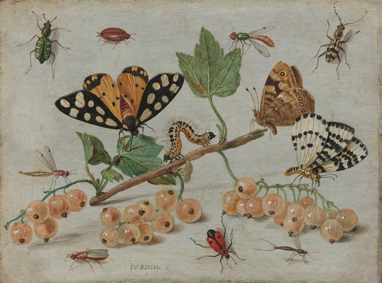 Insects and Fruit by Jan van Kessel (I)