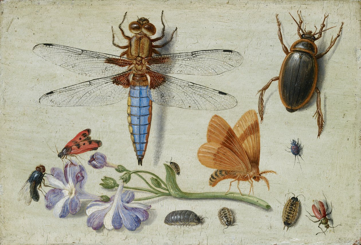 A Cockchafer, Beetle, Woodlice and other Insects, with a Sprig of ...