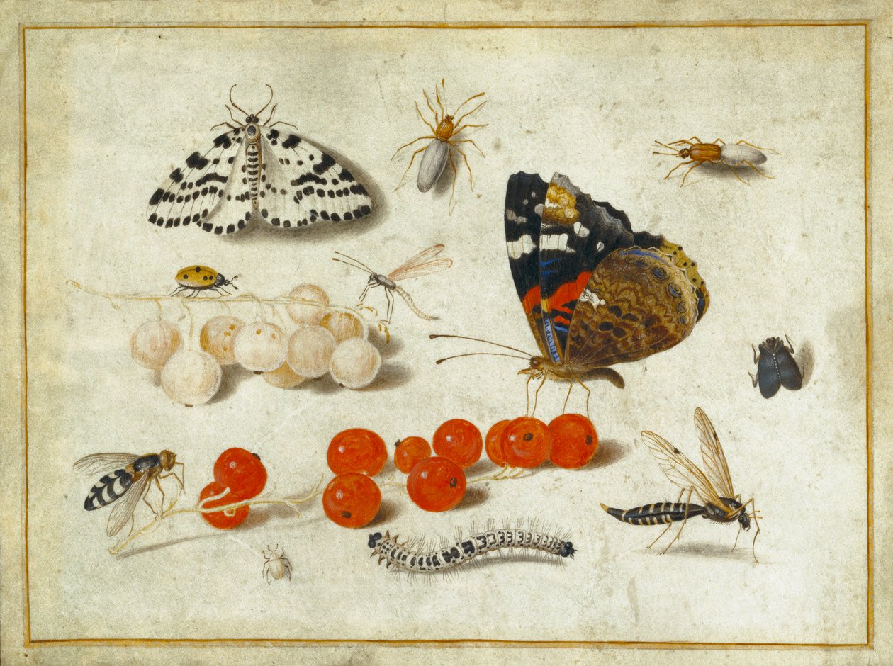 Butterfly, Caterpillar, Moth, Insects and Currants, c.1650-65 by Jan van Kessel the Elder