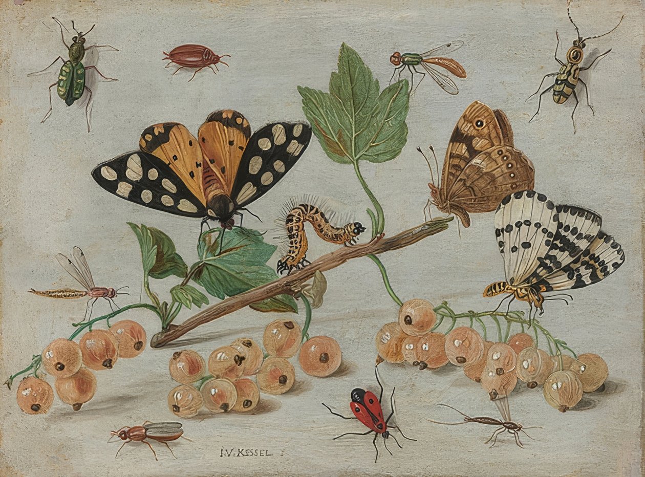 Insects and Fruits by Jan van Kessel the Elder