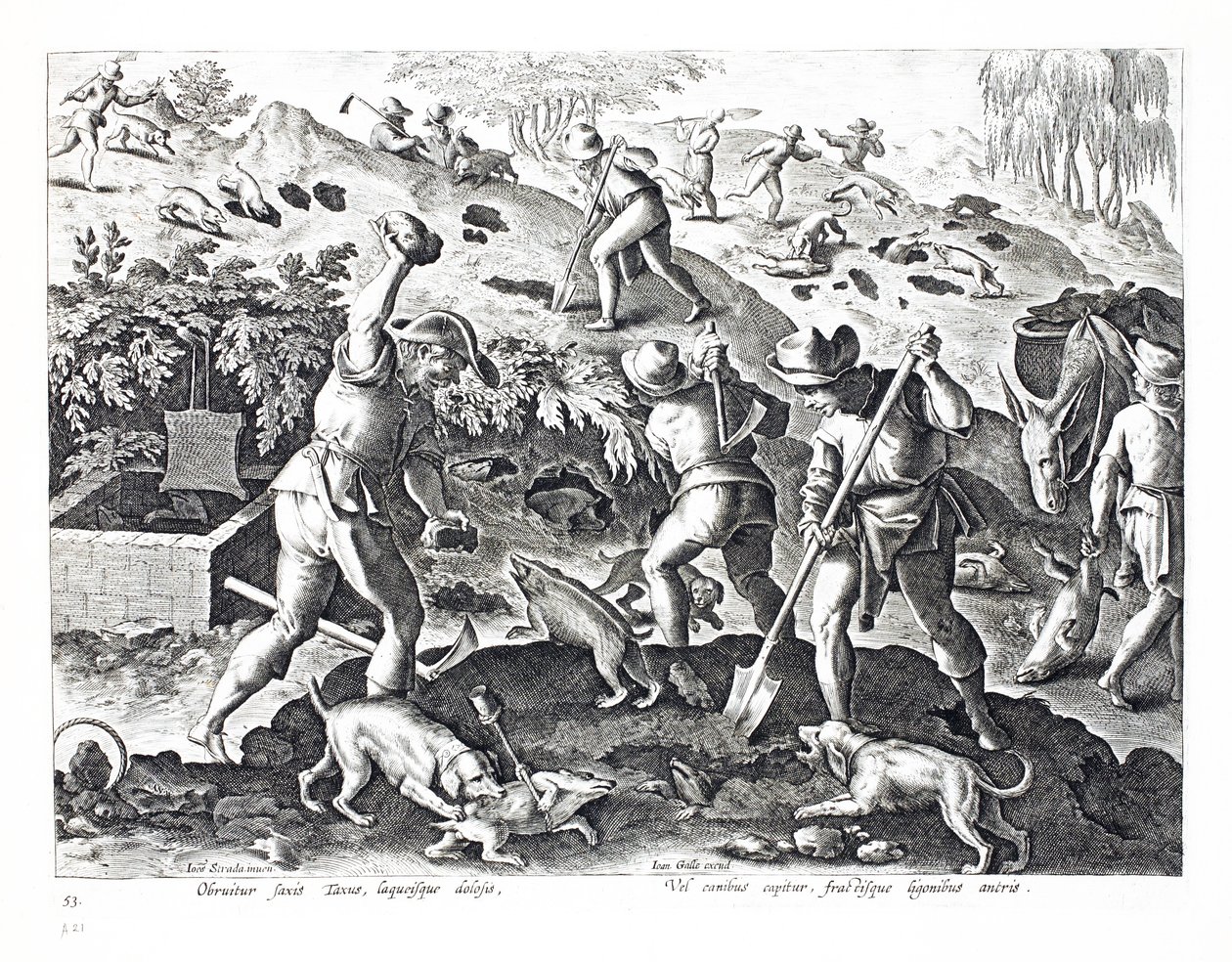 Digging out and capturing Badgers, illustration from 