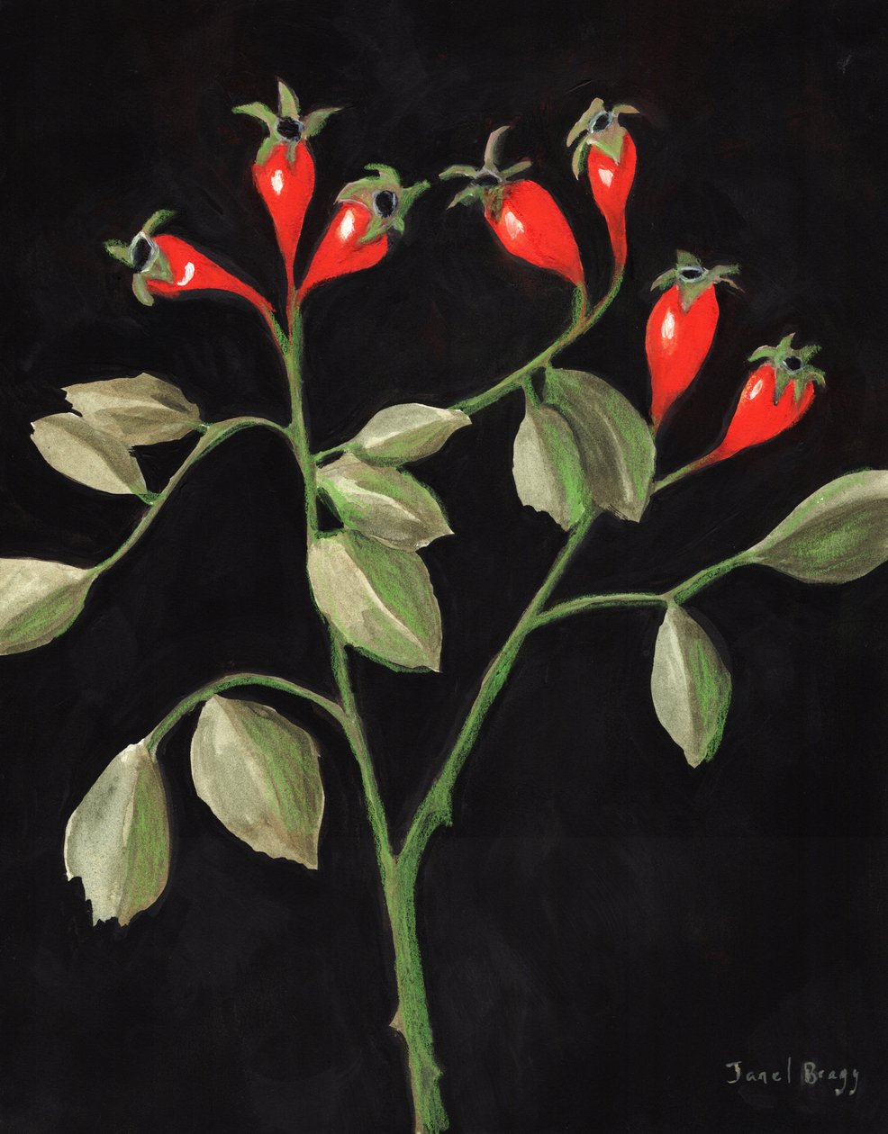 Rose Hips from the Courtyard, c. 2025 by Janel Bragg