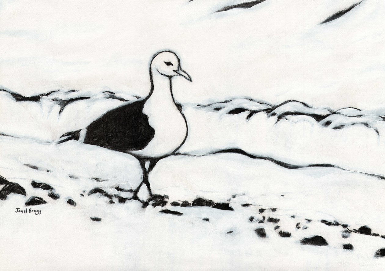 Seagull from Washington Park, c.2017 by Janel Bragg