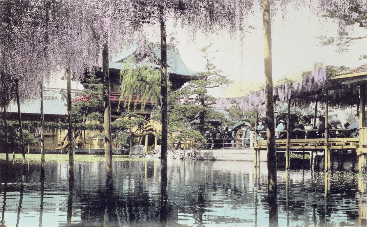 Wisteria blossom over the pond in the Kameido Temple Gardens, Tokyo by Japanese Photographer