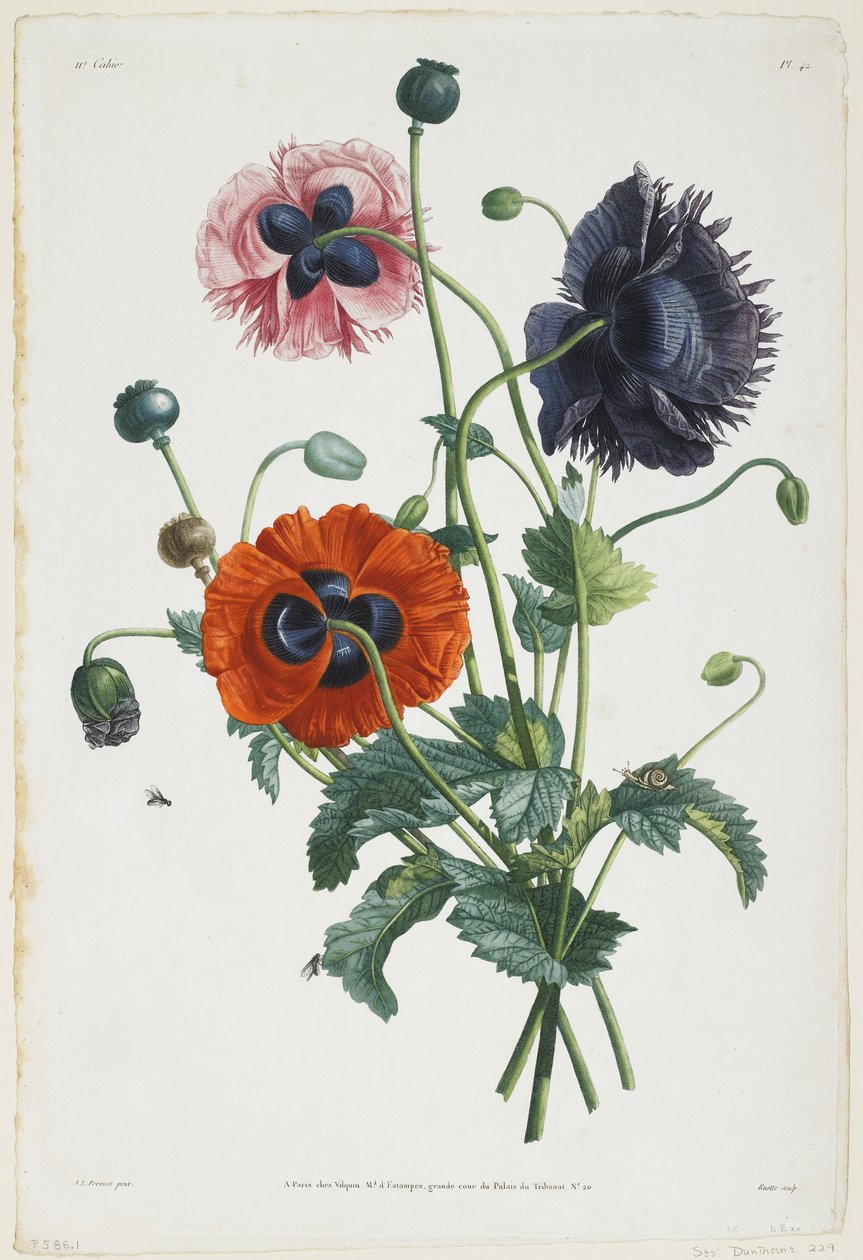 Study of Three Types of Poppies by Jean-Louis Prevost