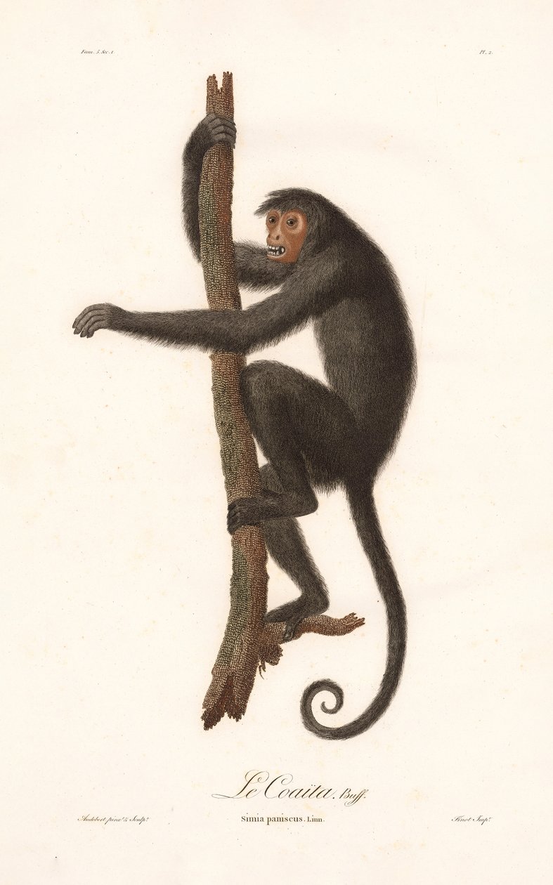 Black Spider Monkey by Jean Baptiste Audebert