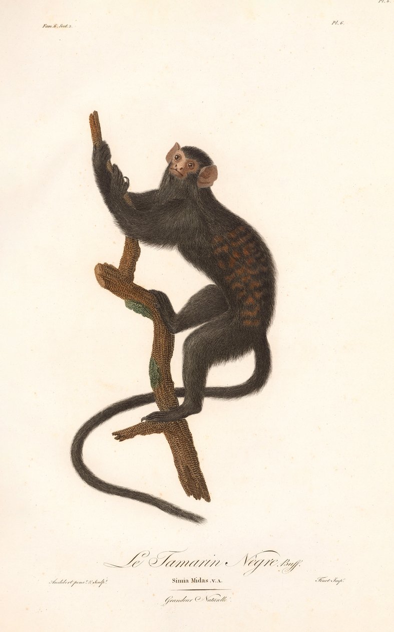 Black Tamarin by Jean Baptiste Audebert