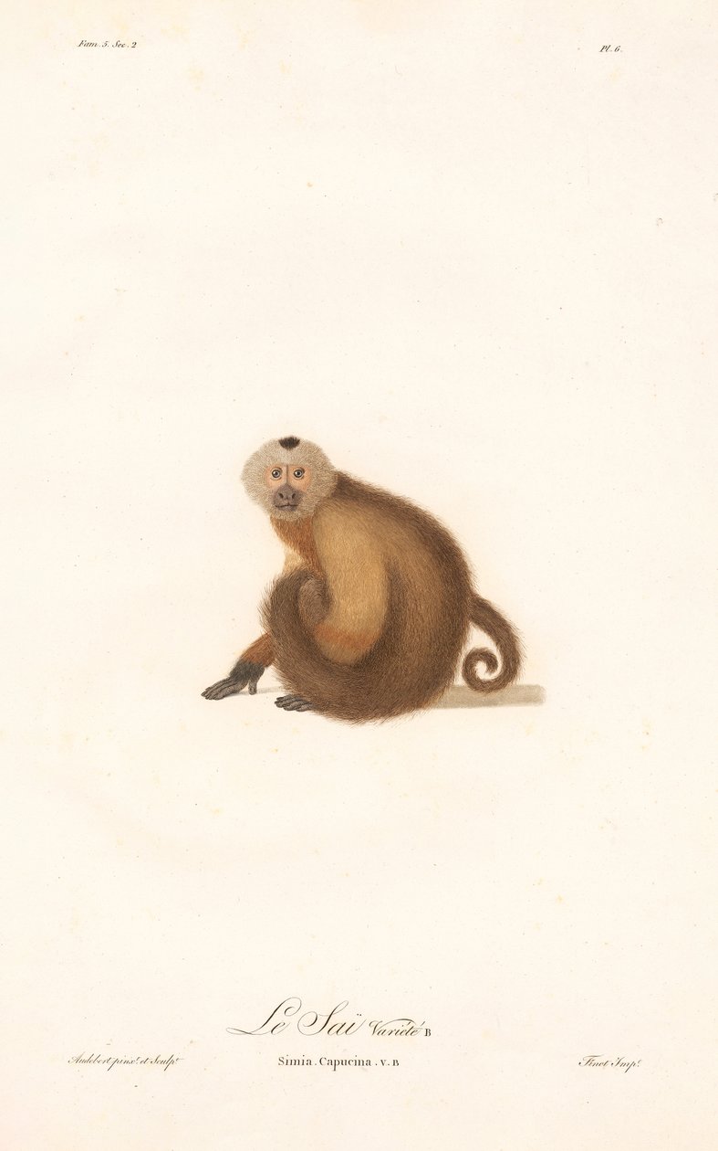 Brown Capuchin by Jean Baptiste Audebert