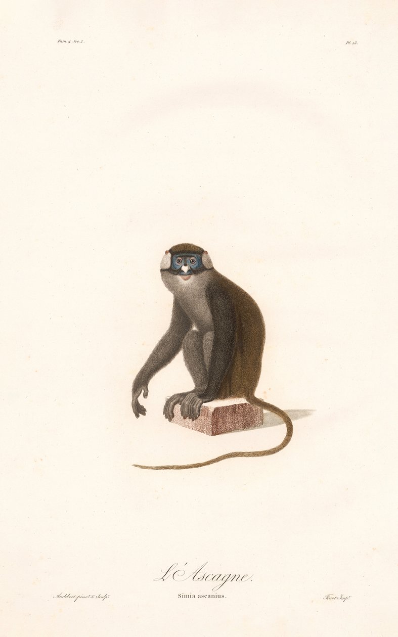 Red-tailed Monkey by Jean Baptiste Audebert