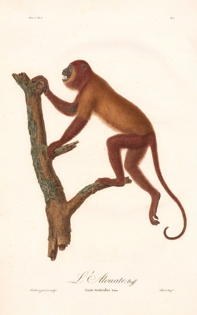 Red Howler Monkey by Jean Baptiste Audebert