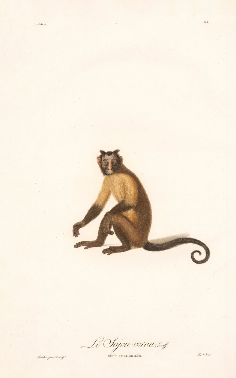 Tufted Capuchin by Jean Baptiste Audebert