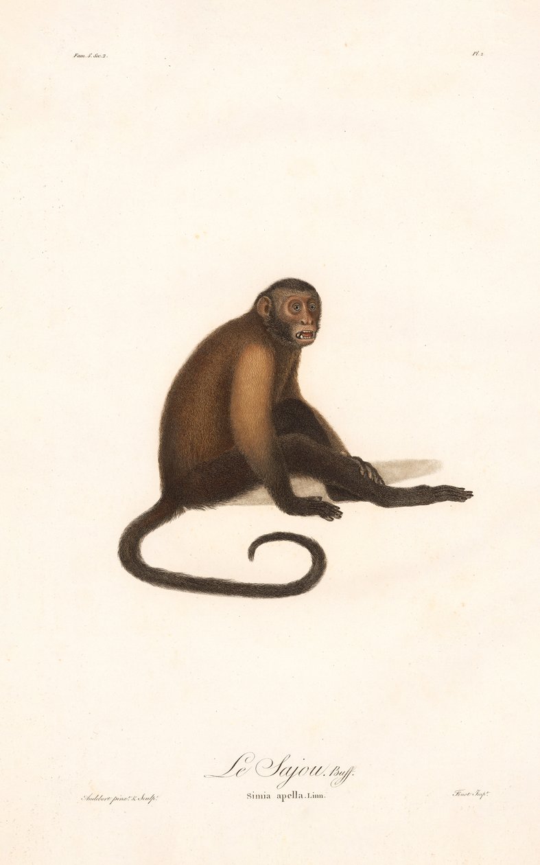 Tufted Capuchin Monkey by Jean Baptiste Audebert