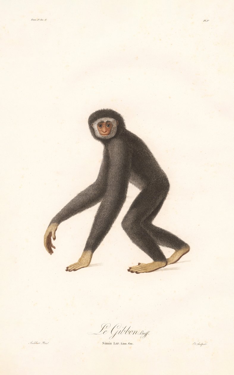 White-handed Gibbon by Jean Baptiste Audebert