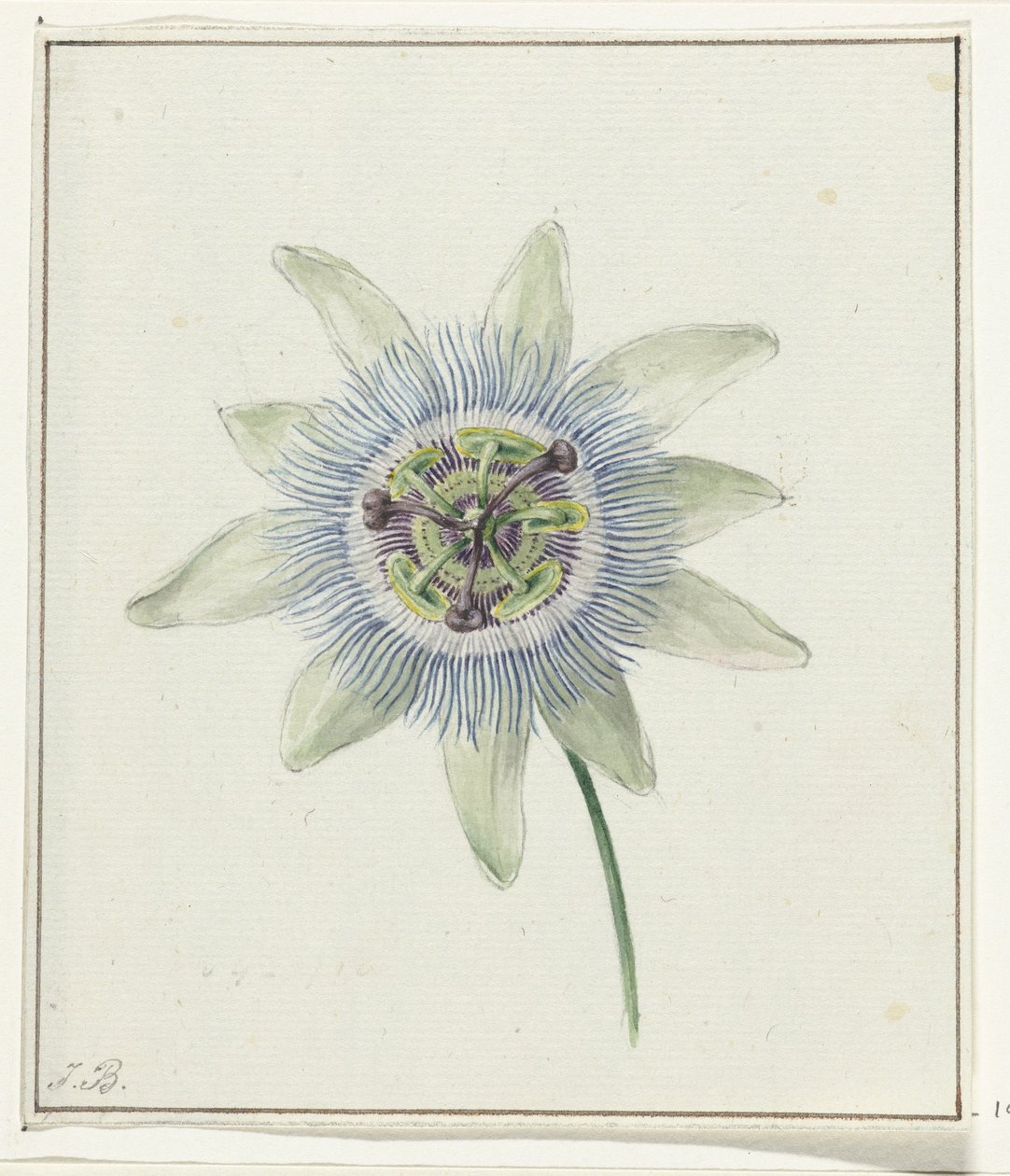 Passion Flower by Jean Bernard