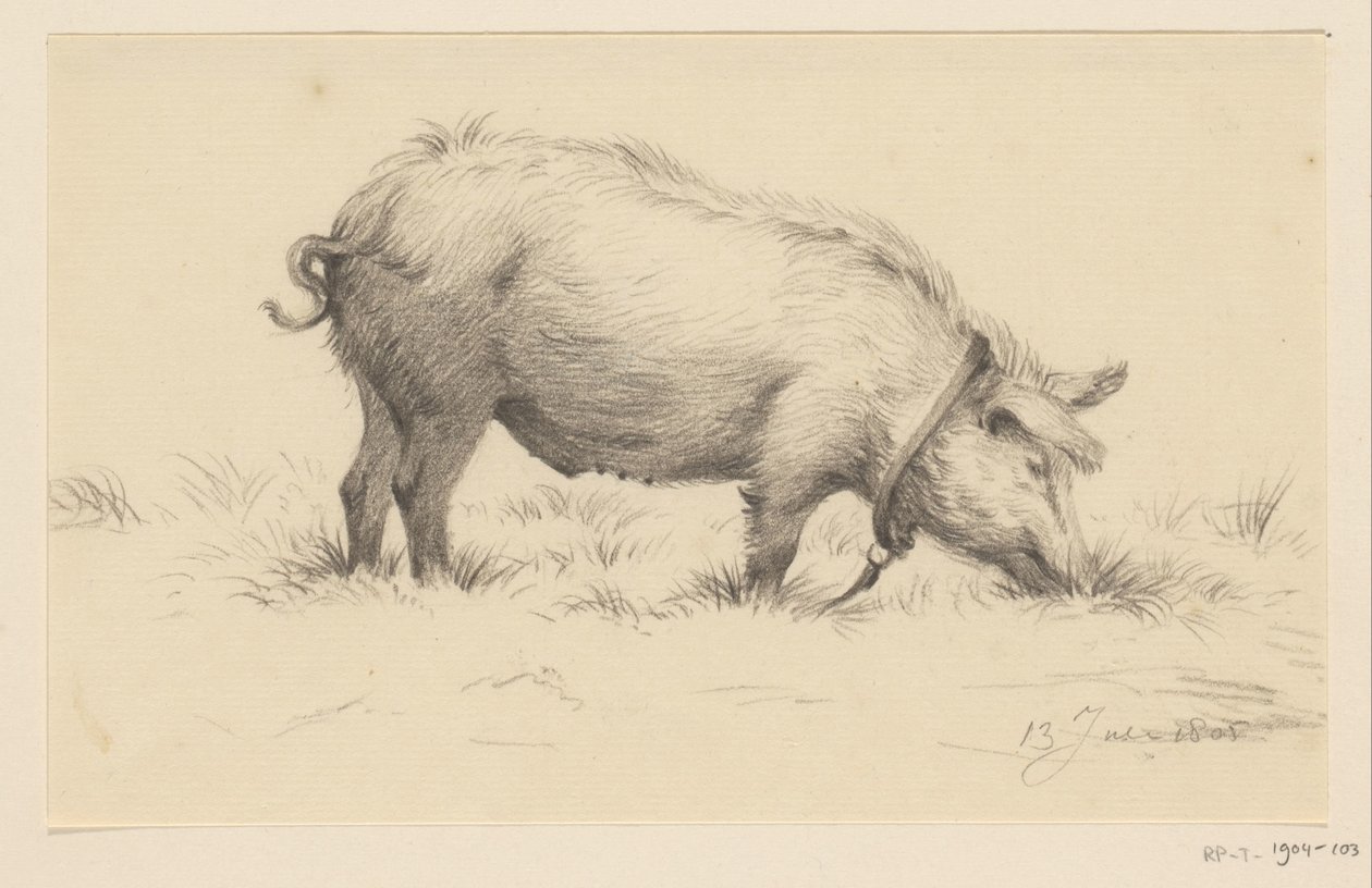 Standing Watering Pig, Facing Right, in the Grass by Jean Bernard