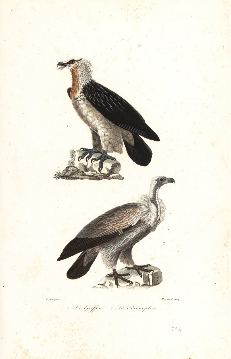 Bearded Eagle and Eurasian Griffon by Jean Gabriel (after) Pretre