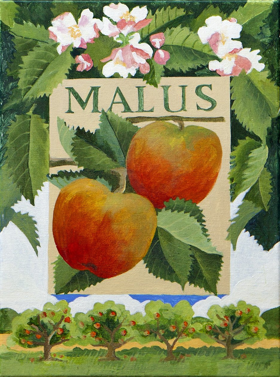 Malus (apple) by Jennifer Abbott