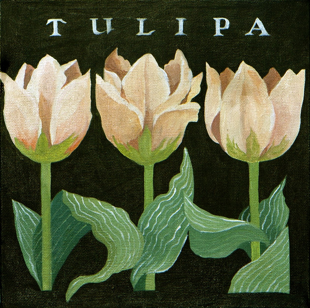 Tulips by Jennifer Abbott