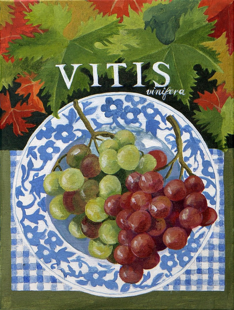 Vitus (grapes) by Jennifer Abbott