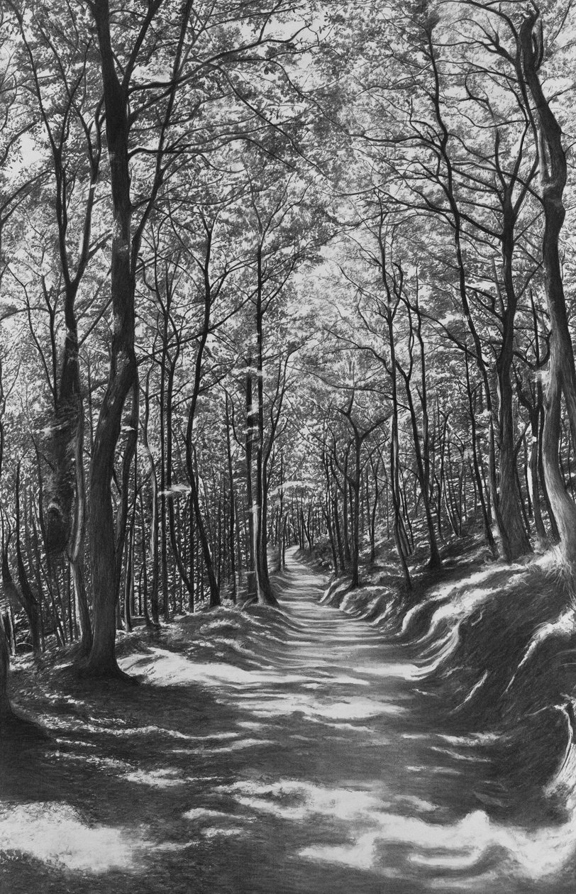 Tuscany, Beech Forest, 2024 by Jerome Glomaud