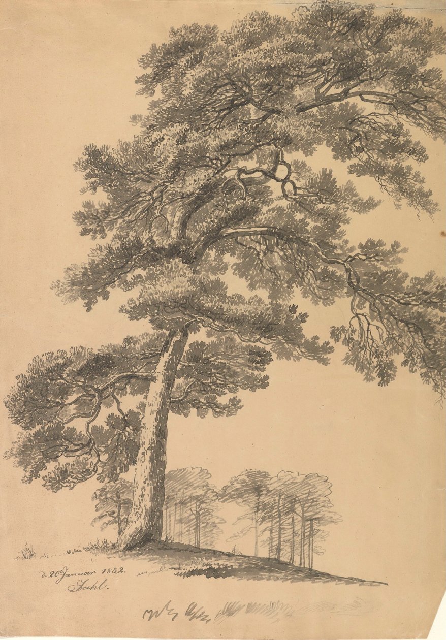 Pine by Johan Christian Dahl