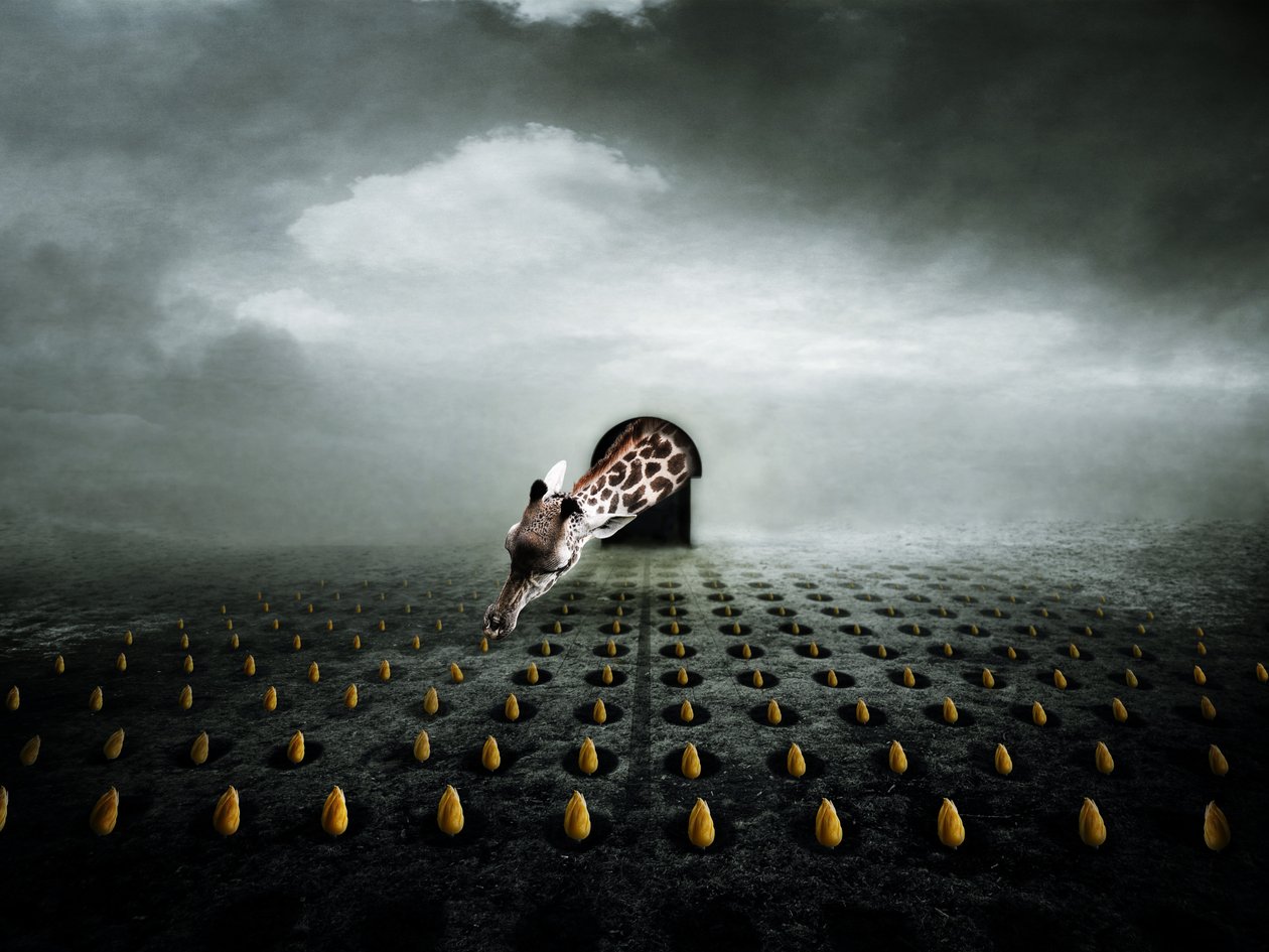 Tulip thief 2 by Johan Lilja