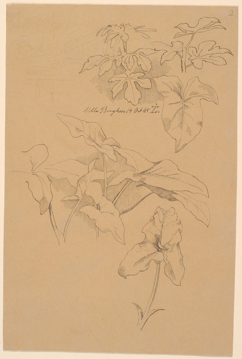 Leaf Studies Including a Calla. Top: Pencil Sketch of a Pediment by Johan Thomas Lundbye