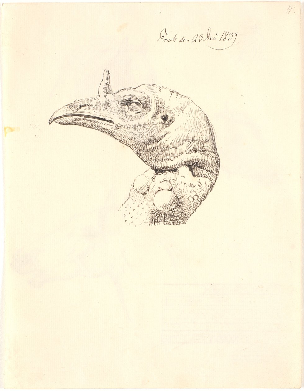 Head of a Dead Turkey Hen by Johan Thomas Lundbye