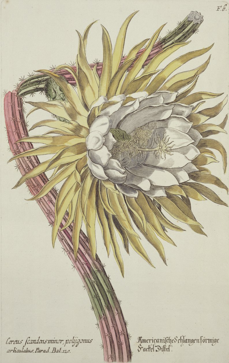 Cereus Scandens Minor Polygonus by Johann Wilhelm Weinman