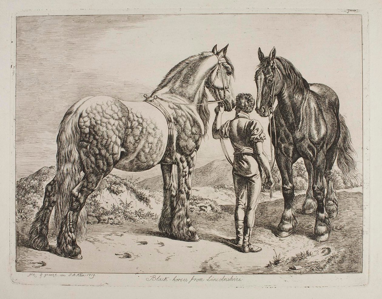 Black Horses from Lincolnshire by Johann Adam Klein