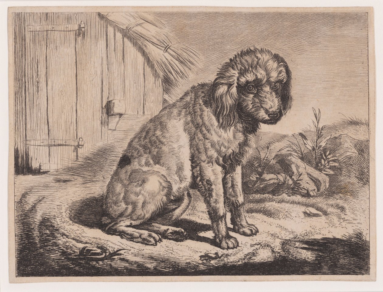 Sitting Dog by Johann Adam Klein