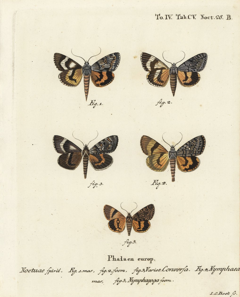 Catocala Conversa, Catocala Nymphaea, and Oak Yellow Underwing. Handcoloured Copperplate Engraving by Johann Carl Bock by Johann Carl Bock