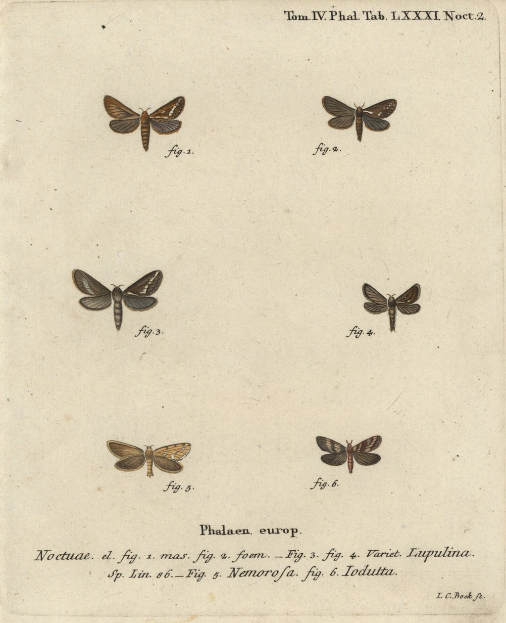 Common Swift Moth, Gold Swift, and Pharmacis Carna (Illustration from Die Schmetterlinge) by Johann Carl Bock