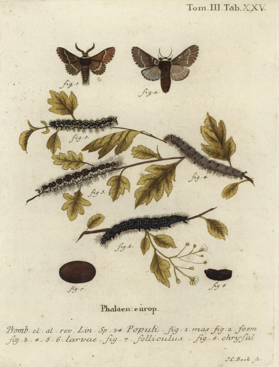 December Moth, Poecilocampa Populi by Johann Carl Bock