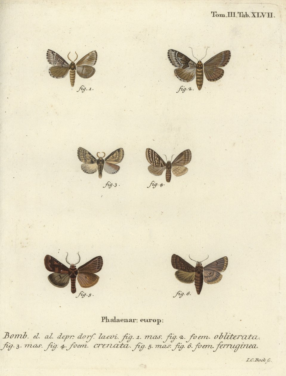 Dingy shell, dusky marbled brown and brown rustic by Johann Carl Bock