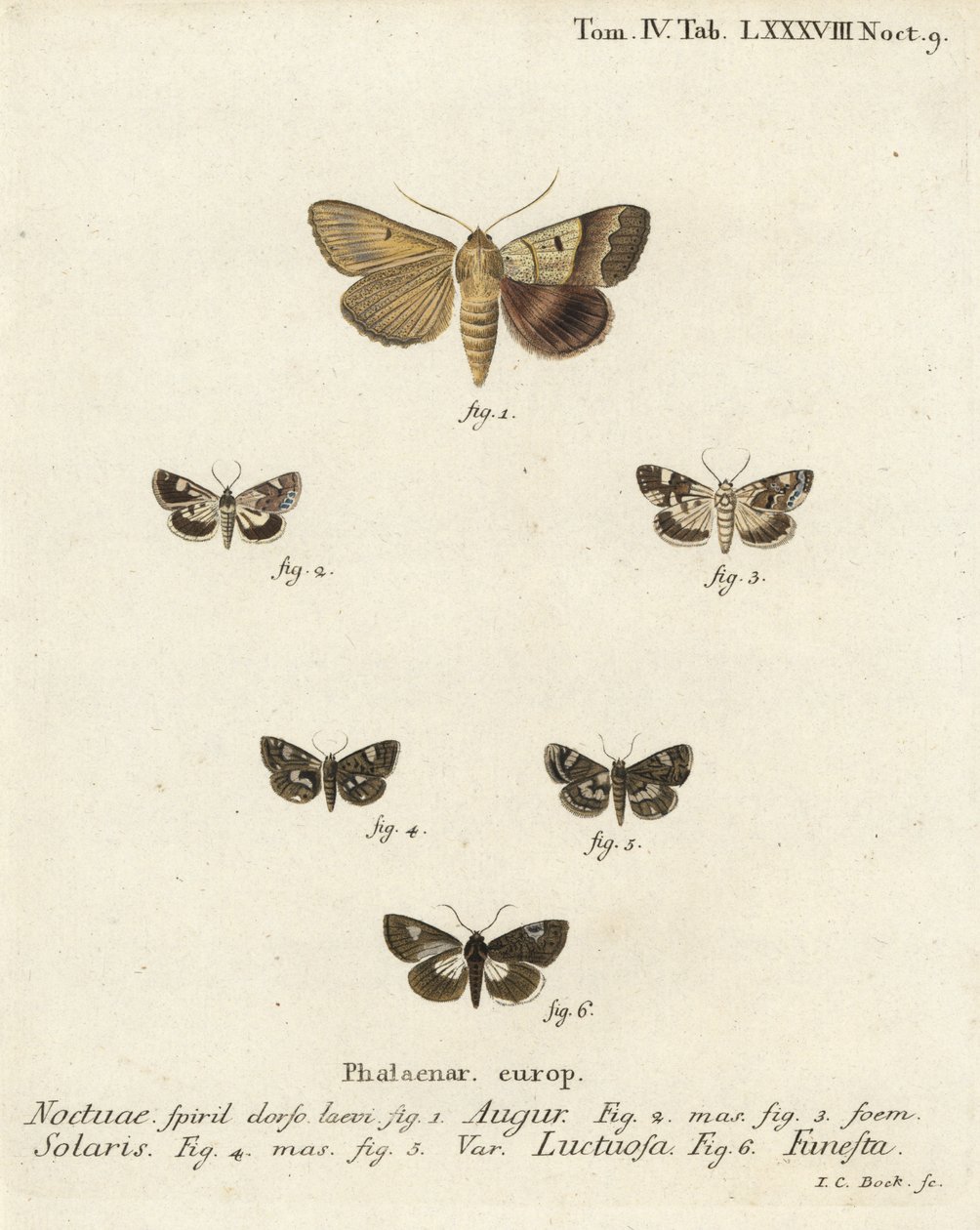 Double dart or soothsayer, Graphiphora augur 1, pale shoulder, Acontia lucida 2,3, four-spotted moth, Tyta luctuosa 4,5, and druid moth, Aedia funesta 6. Handcoloured copperplate engraving by Johann Carl Bock after Eugenius Johann Christoph Esper’s Die Sch by Johann Carl Bock