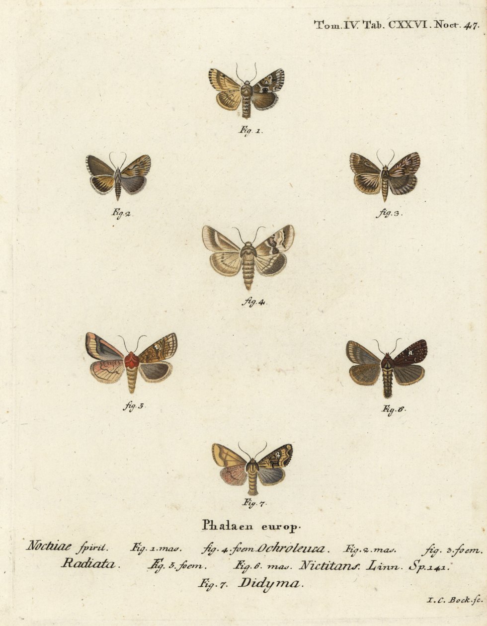 Dusky Sallow, Cynaeda Dentalis, Ear Moth, and Common Rustic. Handcoloured Copperplate Engraving by Johann Carl Bock by Johann Carl Bock